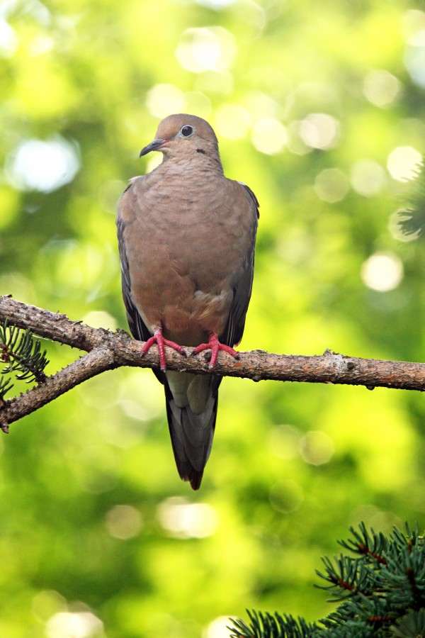 Summer Dove by Deb Oppermann